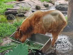 -海南热带野生动植物园