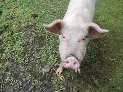 -硗碛藏寨·神木垒景区