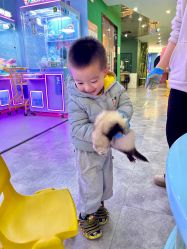 -神奇动物撸宠馆·羊驼·小浣熊·异宠(豫园店)