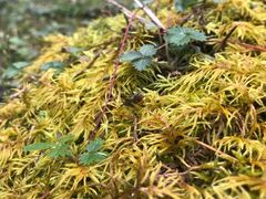 -硗碛藏寨·神木垒景区