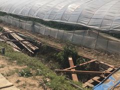 -胜丰草莓采摘园