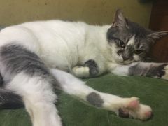 -猫色咖啡·猫咖