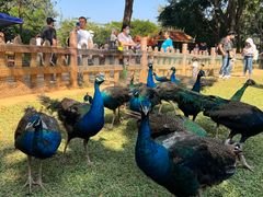 -西双版纳勐泐文化旅游区