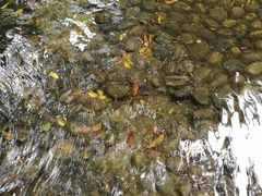 -成都市活水公园