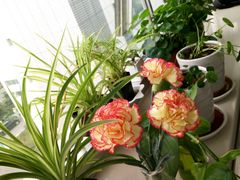 -沪花拾者(好再来花卉鲜花店)