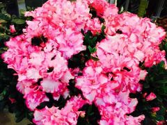 -双季花艺园艺市场(浦东店)