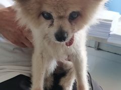 -瑞派福兴宠物医院犬猫全科·骨科·中西医结合(河东店)