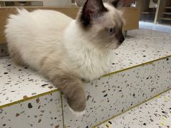 -猫域·湾主题猫咖·宠物吧(南坪城市广场店)