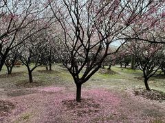 -香雪海
