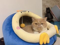 -宠物梦想家(日月豪庭店)