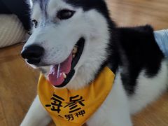 -Husky Go! 哈士奇体验馆·宠物咖啡厅狗咖