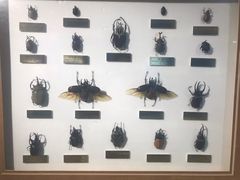 -上海昆虫博物馆