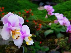 -海心沙亚运公园