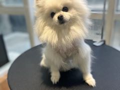 -爱宠屋pet shop·宠物洗澡·宠物美容