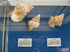 贝类展品-上海海洋大学鱼文化博物馆(军工路校区)