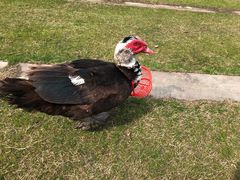 -前小桔亲子创意农场·草莓采摘·露营烧烤