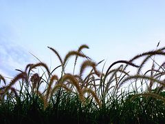 -映月湖公园