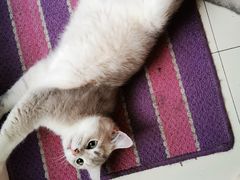 -东方名猫馆·英短金渐层布偶猫舍(环线广场1号楼店)