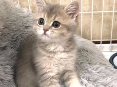 -momokira米努特·德文卷毛猫·棉花面纱犬