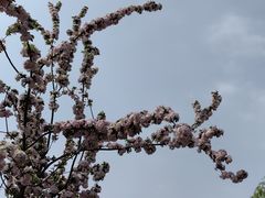 -海棠花溪(元大都城垣遗址公园)