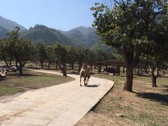 -西安秦岭野生动物园