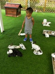 -萌宠亲子动物乐园(槐房万达店)