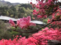 -木兰云雾山