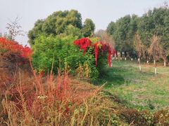 -东郊湿地公园