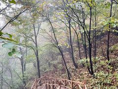 -大岭沟猕猴桃谷风景区