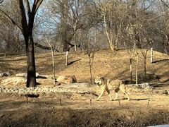 -北京野生动物园
