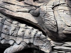 -奥兰多迪士尼动物王国乐园