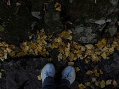 -天目山大树王景区