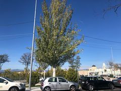-马德里拉斯咯扎斯购物村