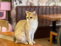 -猫小院猫主题餐厅(三里屯店)