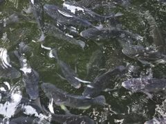 -海口火山口国家地质公园