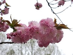 -重庆中央公园(渝北区)