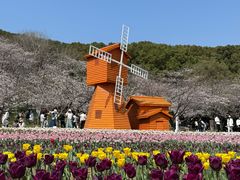 -苏州上方山国家森林公园