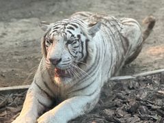 -北京野生动物园