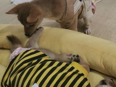 -逗柴咖啡屋·狗咖猫咖宠物桌游