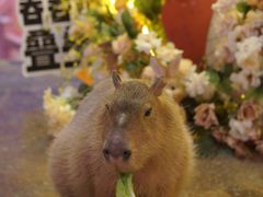 -正佳雨林生态植物园
