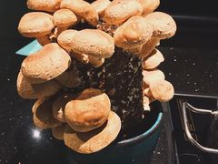 活体菌菇-捞王猪肚鸡火锅(财富中心店)