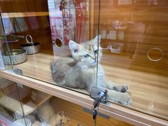 -喵百万·布偶·蓝金金渐层英短·猫舍(百子湾店)