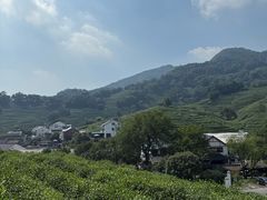 -龙井村
