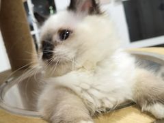 -楼上猫咖(罗湖店)