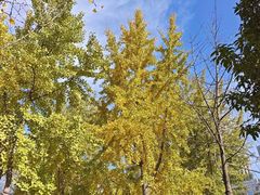 -长白岛森林公园