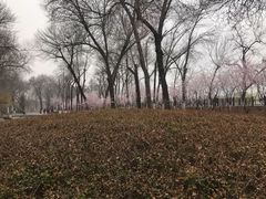 -桃花堤公园