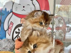 -糯米喵星人总部直营旗舰店·猫舍·幼猫出售