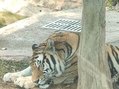 -广州动物园