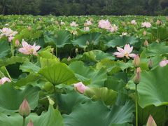 -梁鸿国家湿地公园