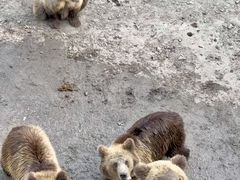 -哈尔滨北方森林动物园